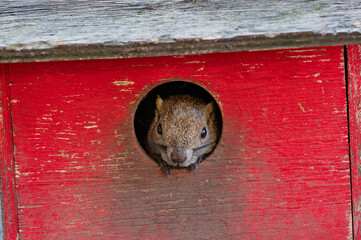 Squirrel peeking out from its house.