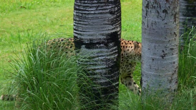 An African Cheetah (Acinonyx jubatus) stealthily walking in the open grassland and scouting the surroundings, close up shot.