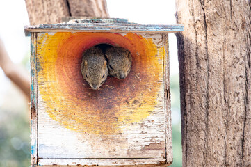 Two squirrels peeking out from their house on the tree trunk.