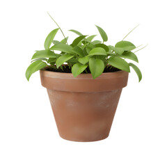 Obraz premium Green money plant in clay pot isolated PNG representing growth, prosperity, indoor decor, natural lifestyle, office or home. 