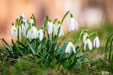 White blooming snowdrops. First spring forest flowers