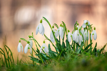 White blooming snowdrops. First spring forest flowers