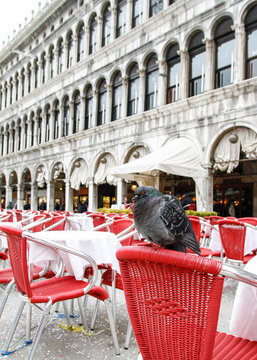 Pigeon perched on a red caf&eacute; chair in St. Mark&rsquo;s Square, Venice, Italy. Everyday urban wildlife among iconic Venetian architecture and tourist spaces. Urban lifestyle and tourism concept.
