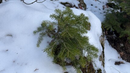 a spruce sapling sprouting from the rock and struggling to survive