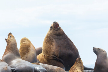 Steller sea lion's rookery. Nevelsk, Sahalinskaya Oblast, Russia © Shchipkova Elena