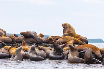 Naklejka premium Steller sea lion's rookery. Nevelsk, Sahalinskaya Oblast, Russia