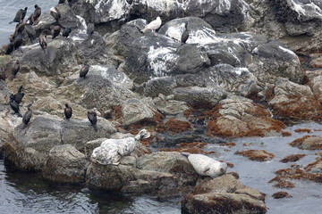 Obraz premium A seal and a ringed seal lie on the rocks, with cormorants perched nearby. Kunashir Island