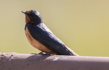A swallow perched on a metal pipe. Close-up.