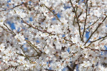 Fototapeta premium Blooming almonds on a sunny day, close up
