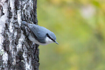 A nuthatch sits on a tree trunk against the backdrop of autumn foliage