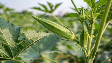Fresh Okra Growing on the Vine