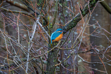 Obraz premium Kingfisher on branch
