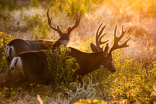 White Tailed Deer Odocoileus virginianus