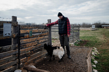 Man interacts with goats at an animal farm in the morning