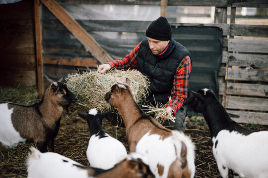Man feeding goats hay in a barn