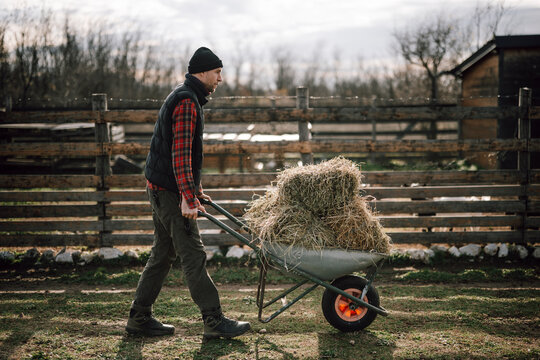 Man moves wheelbarrow with hay in a field