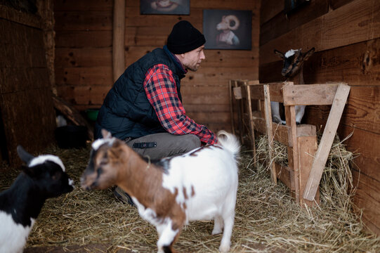 Man interacts with goats in a barn