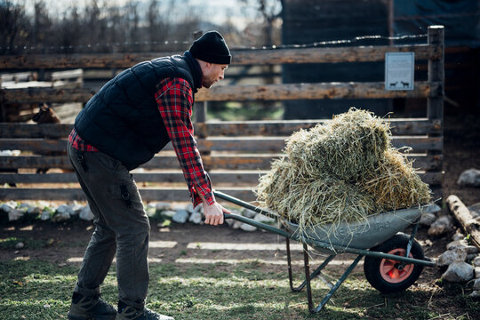 Man pushes wheelbarrow filled with hay
