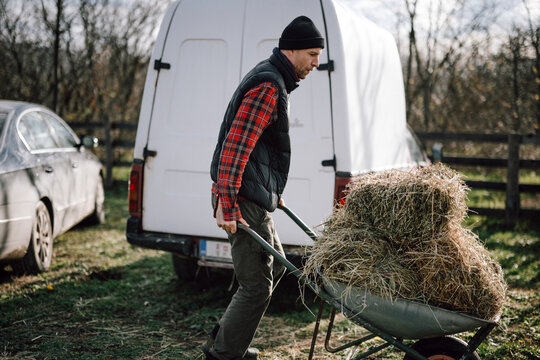 Man transports hay using a wheelbarrow