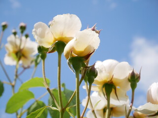 cream rose in a garden