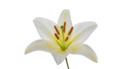 Elegant white lily isolated PNG on transparent background, beautiful flower blossom with yellow and brown stamen for wedding design