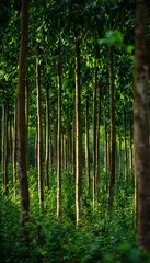 Obraz premium Vibrant timber plantation showcases sustainable forestry practices and rapid growth potential globally
