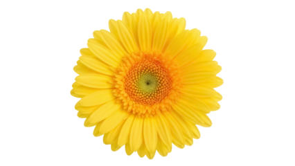 Bright yellow gerbera daisy isolated PNG, vibrant flower blossom on transparent background for spring designs and floral compositions