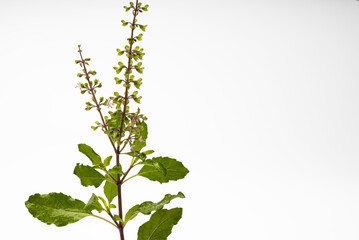 Sweet basil flower on white background , Ocimum tenuiflorum