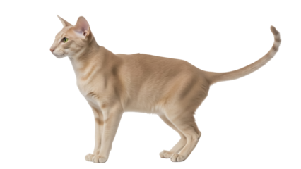 Elegant cream tabby Oriental Shorthair cat isolated PNG, graceful feline with sleek fur and striking green eyes on transparent background