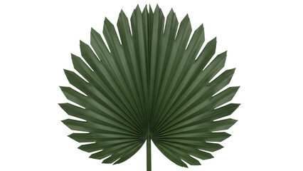 Green livistona rotundifolia palm leaf PNG isolated on transparent background, tropical foliage for design and decoration © Dan