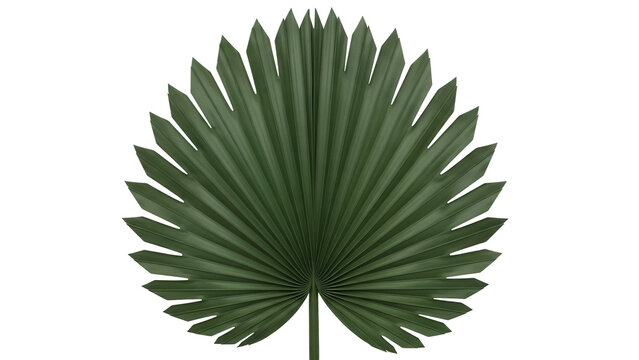 Green livistona rotundifolia palm leaf PNG isolated on transparent background, tropical foliage for design and decoration