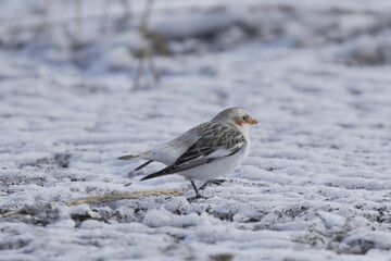雪原に立つユキホオジロ