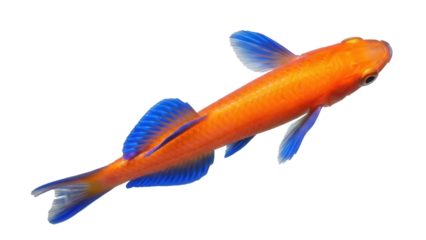 Orange goldfish PNG isolated on transparent background, vibrant freshwater aquarium pet with blue fins for design elements and educational use
