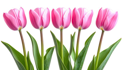 Five vibrant pink tulips in full bloom against a dark backdrop, with green stems and leaves