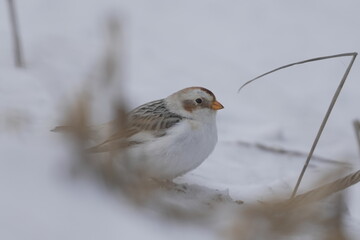 雪の中で餌を探すユキホオジロ