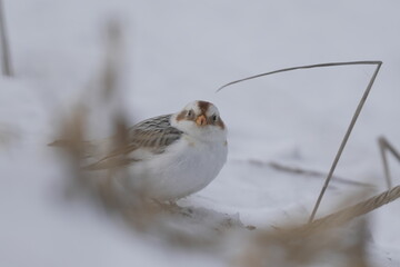 雪の中で遊ぶユキホオジロ