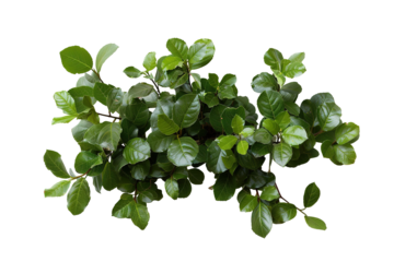 Bush with green leaves is cut out and placed on a transparent background. The leaf clusters show various shades of green and can be used for graphic designs or art projects