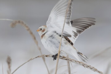 羽を広げたユキホオジロ