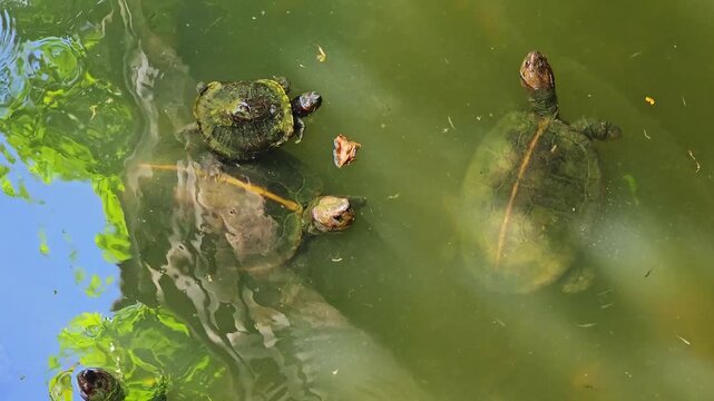 Turtles swimming in green pond water with algae, aquatic reptiles, peaceful nature scene, freshwater wildlife, shells floating, natural habitat, overhead view, reflection, serene environment.