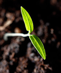 A small green leaf is growing in the dirt