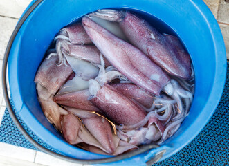 A blue bucket filled with squids