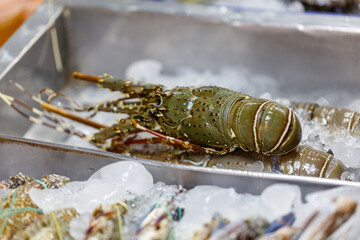 A large green and white lobster is in a tray of ice