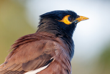 A bird with a black head and brown feathers