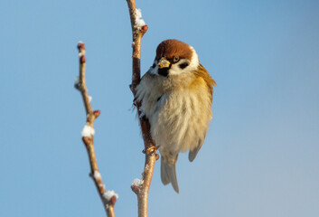 A small brown bird is perched on a branch