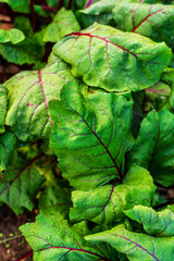 Fresh green beet leaves with red veins covered in morning dew