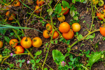 Fresh orange tomatoes scattered on the ground among withered vines and weeds