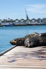 Two cape fur seals resting and sleeping on wooden dock. Wildlife animal family in natural habitat. Tourism and travel concept.