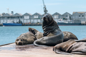 Group of seals resting on wooden pier with a blurred background of a harbor and industrial buildings. Wildlife in urban environment for travel concept.