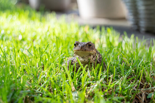 Toad Bufo bufo alert on grass in a sunny garden outdoors