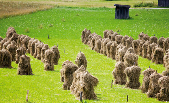 Hay stacks in a green field in Ehrwald Tyrol Austria on a summer day